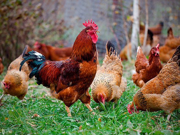 Породы куриц | ЗооТом - продажа, вязка и услуги для животных в Сысерте
