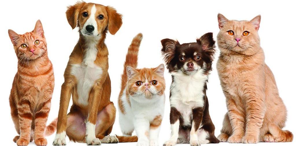 Доска объявлений о животных | ЗооТом - продажа, вязка и услуги для животных в Сысерте