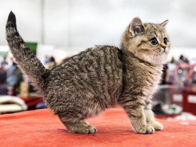 Породы кошек в Сысерте | ЗооТом портал о животных