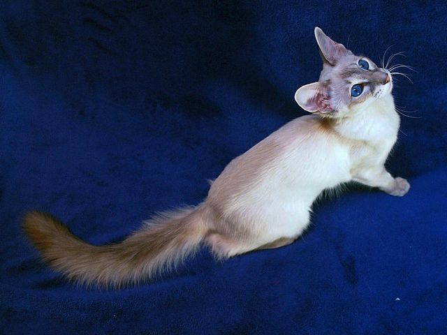 Выведенные породы кошек в Сысерте | ЗооТом портал о животных