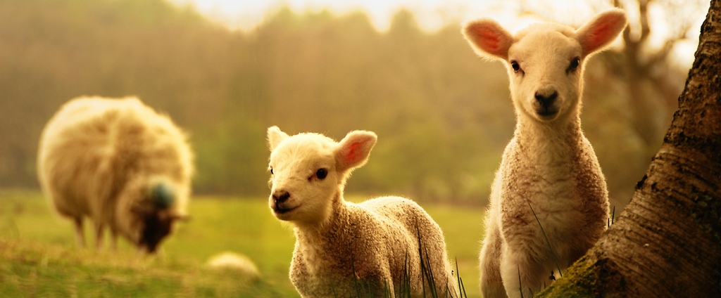 Объявления о сельскохозяйственных животных | ЗооТом - продажа, вязка и услуги для животных в Сысерте