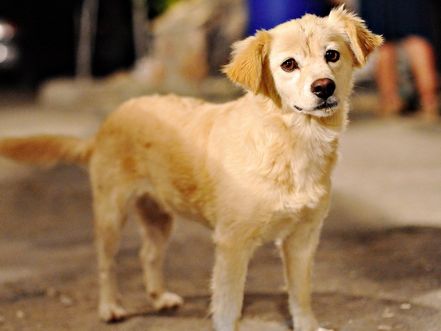 Породы собак в Сысерте | ЗооТом портал о животных
