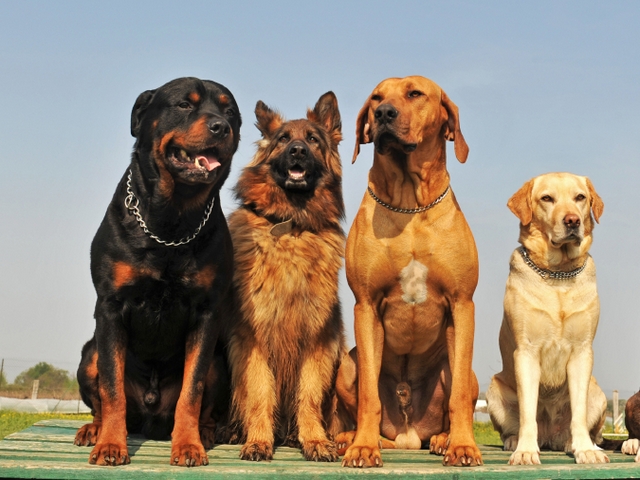 Крупные породы собак в Сысерте | ЗооТом портал о животных
